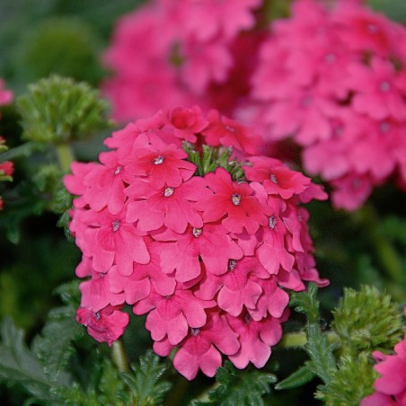 Verveine rose (Suspensdu/retombant)