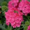 Verveine rose (Suspensdu/retombant)