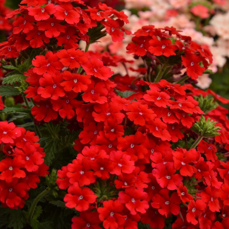 Verveine rouge (Suspensdu/retombant)