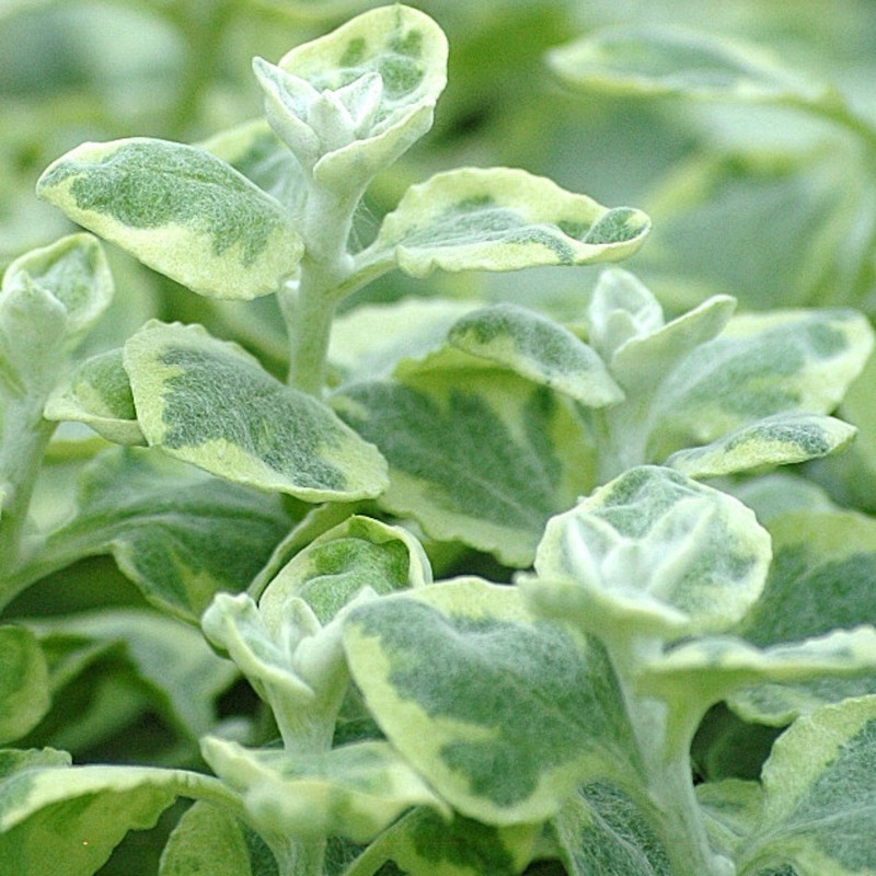 Hélicrysum (Suspendu/retombant)