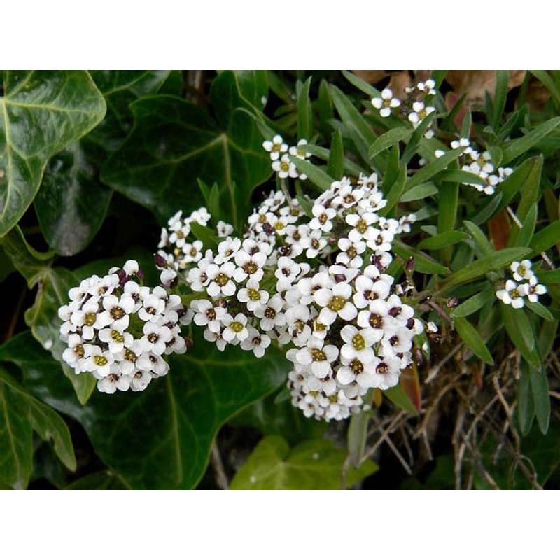 Alysum blanc (Pots de 9 cm)