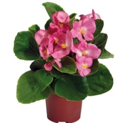 Bégonia semperflorens rose feuilles vertes (Pots de 9cm)