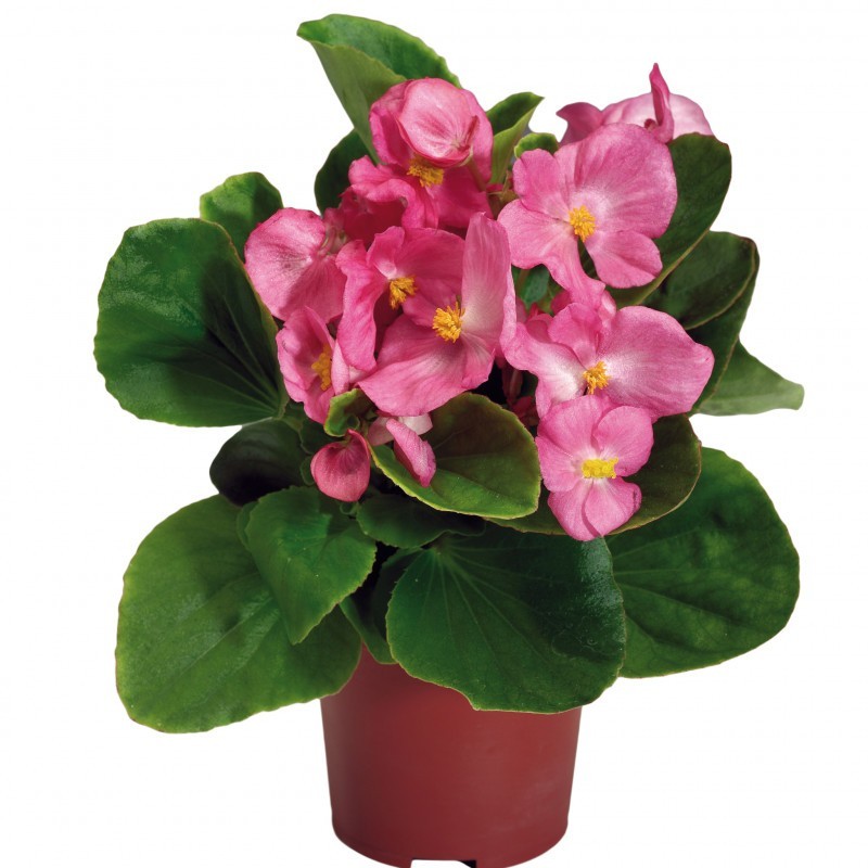 Bégonia semperflorens rose feuilles vertes (Pots de 9cm)