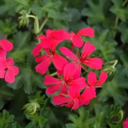 Géranium suspendu à simple fleur (balcon) rose foncé