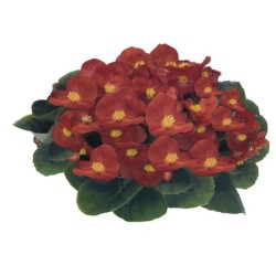 Bégonia semperflorens rouge feuilles vertes (Pots de 9cm)