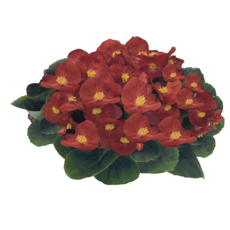 Bégonia semperflorens rouge feuilles vertes (Pots de 9cm)